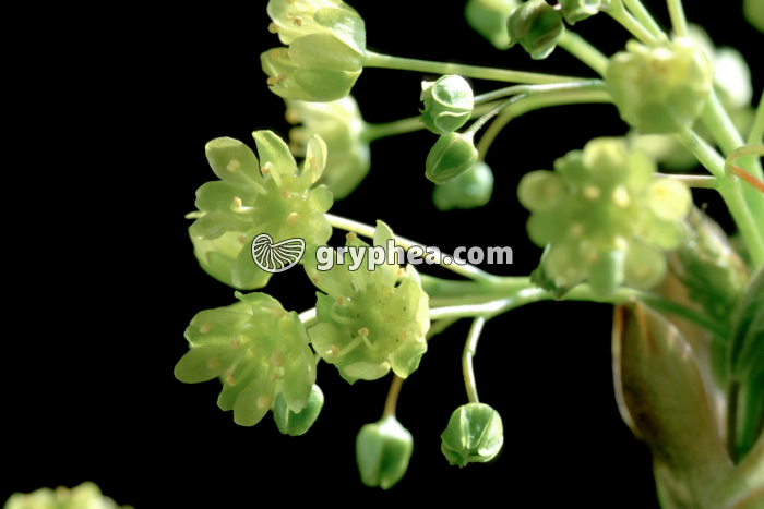 Erable plane (Acer platanoides) - fleurs - gryphea.org